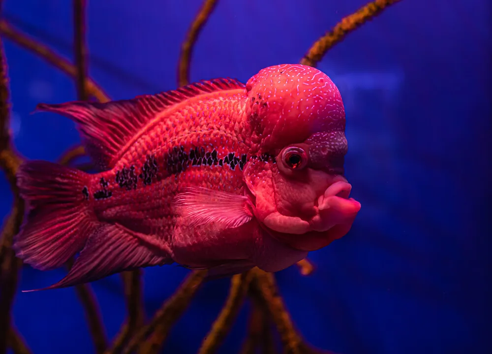 close-up-of-exotic-fish-in-the-aquarium-2022-01-19-17-45-48-utc.EatxN7r.webp