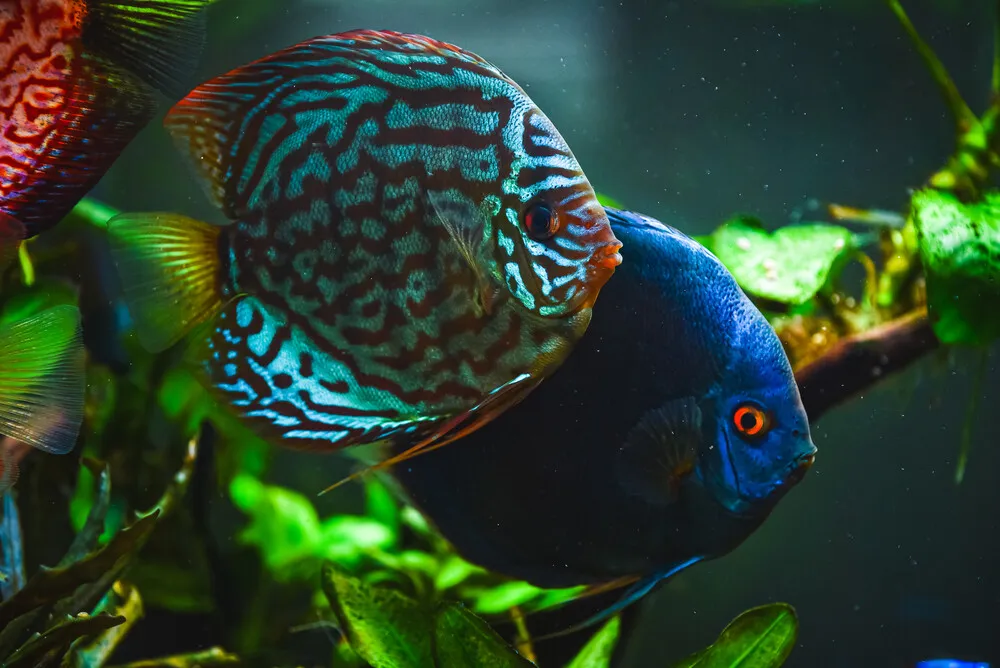 colorful-fish-from-the-spieces-symphysodon-discus-2021-08-29-09-05-36-utc.Kjmw7Xn.webp