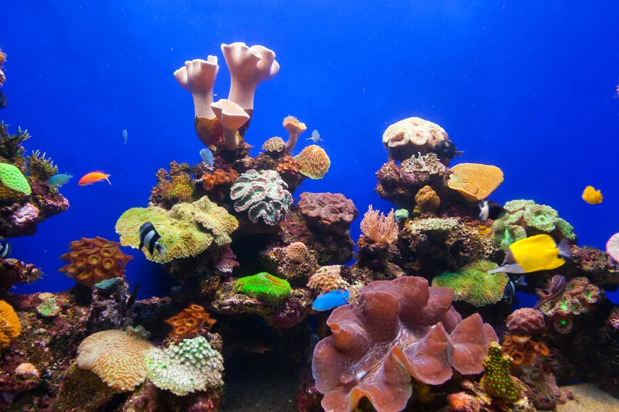 coral-aquarium-2021-09-03-17-41-53-utc-1_1.4W7AtPM.webp