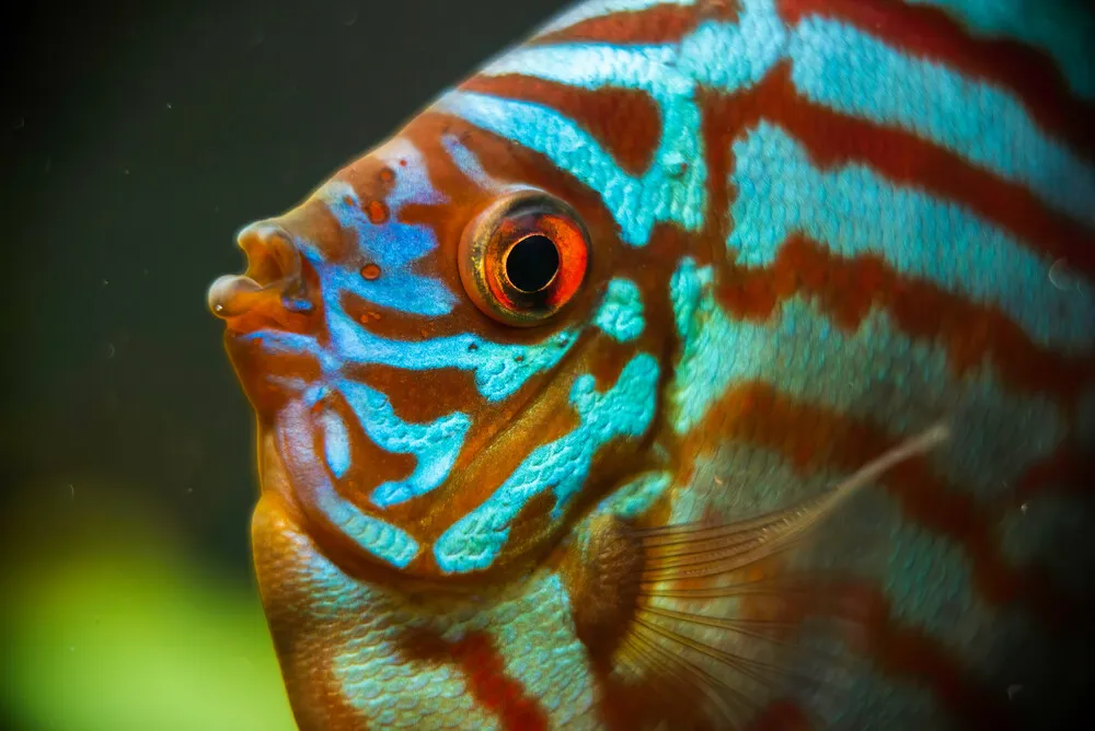 discus-fish-detailed-close-up-in-the-aquarium-2021-08-28-15-56-16-utc.N4Pc3eZ.webp