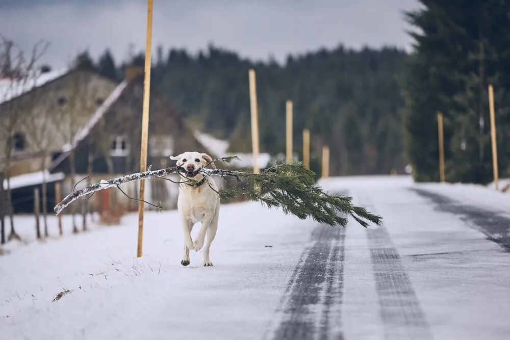 dog-running-with-christmas-tree-2022-02-02-03-48-46-utc.hmRfwDV.webp