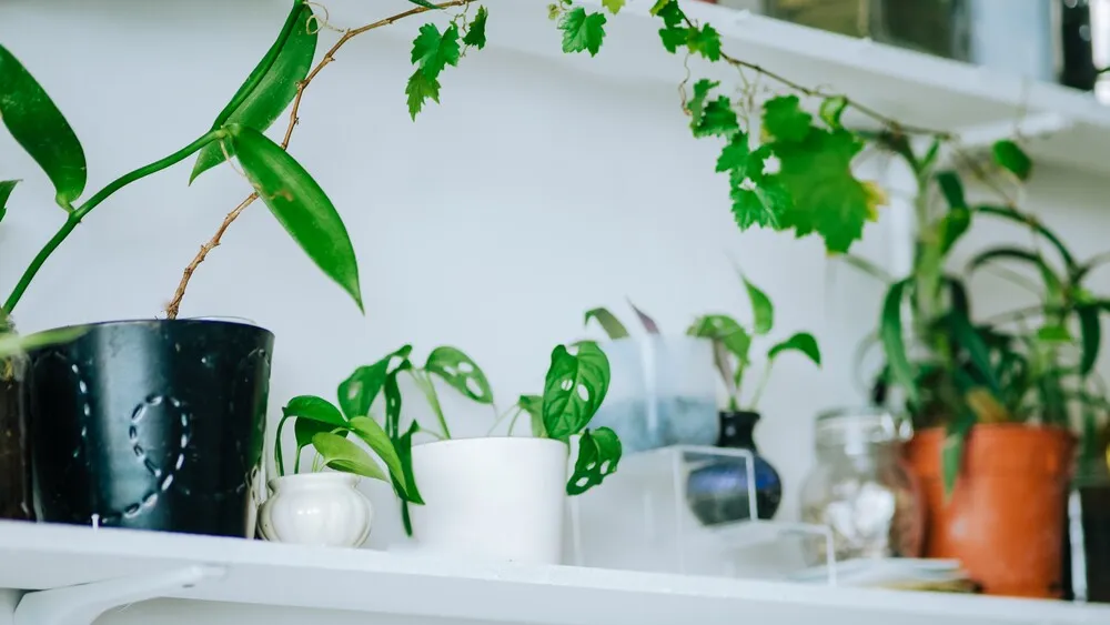 green-indoor-plants-in-pots-on-the-white-shelves-2022-11-14-12-03-10-utc.T4LWbsV.webp