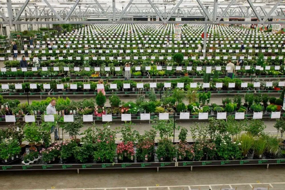 groen-direkt-najaarsbeurs-planten-beurs-plantenbeurs-planten-inkoop-verkoop-groothandel-distributeur-sierheesters-vasteplanten-4_1.LkLHfet.webp