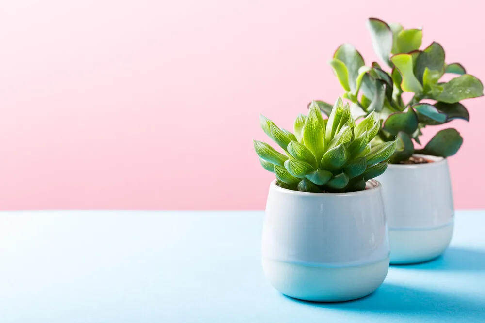 indoor-plant-succulent-plant-in-gray-ceramic-pot-2021-08-26-18-36-09-utc.D2o2491.webp