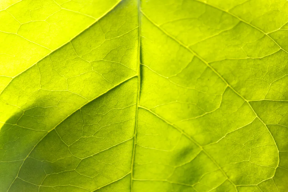 monstera-leaf-close-up-image-beautiful-green-indo-2021-09-03-06-38-23-utc.TTNf5dl.webp