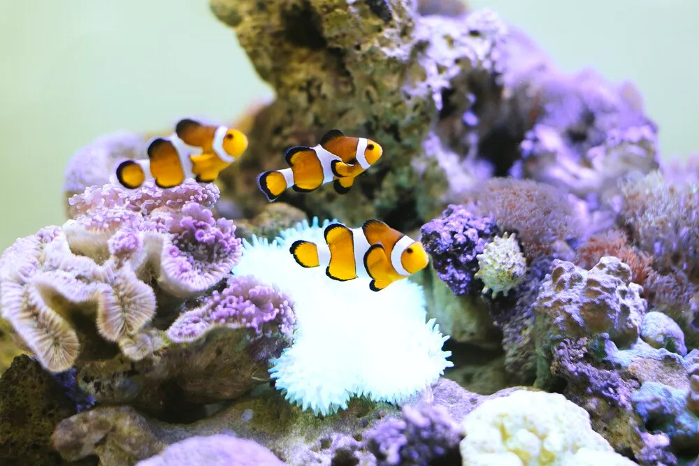 nemo-fish-at-aquarium-2021-08-30-15-16-53-utc.J6deH3i.webp